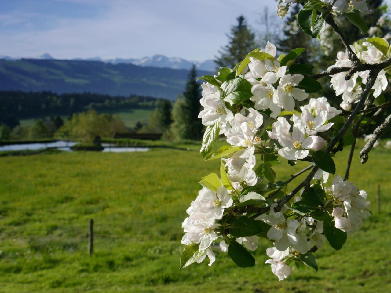 Hotel Alpenrose Gut Schlafen & Fruehstuecken Scheidegg Esterno foto